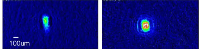 図 4.1 磁気トラップでの Dual BEC の生成 左図は 41 K の | F = 2, m F = 2 > 、右図は 87 Rb の | F = 2, m F = 2 > である。この時の TOF はそ れぞれ 30.7ms,31.3ms であり、原子数は N K = 3.5 × 10 4 ,N Rb = 9.0 × 10 4 である。 会合の実験では、およそ 1µK 程度まで蒸発冷却を行う。この時の典型的な原子数は N Rb = 2 × 10 6 , N K = 2 × 10 5 程度